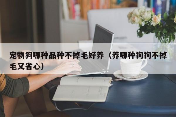 宠物狗哪种品种不掉毛好养（养哪种狗狗不掉毛又省心）