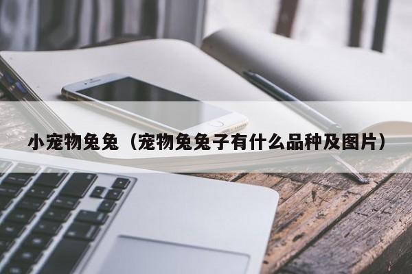 小宠物兔兔（宠物兔兔子有什么品种及图片）